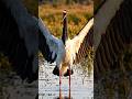 Rainforest bird's sound bird sounds animal sounds😱🦜#shorts #trending #birds