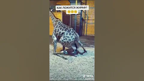 А вы знали как ложится жираф?