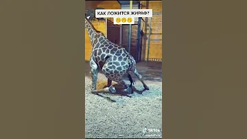 А вы знали как ложится жираф?