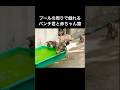 プールの周りで戯れるパンチ君と赤ちゃん猿