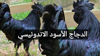 الدجاج الأسود الاندونيسي