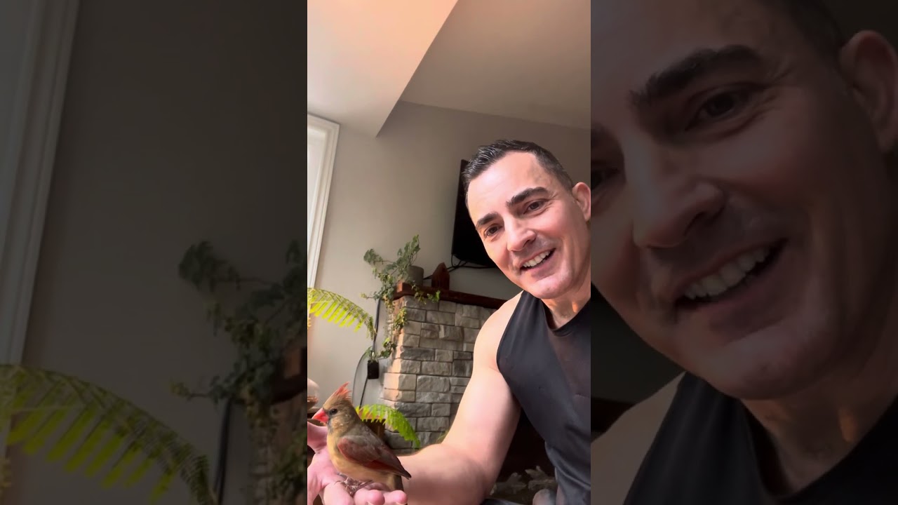 Послание птичьего оракула - Кардинал ♥️