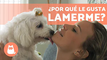 ¿Por qué mi perro macho lame la parte íntima de mi hembra?