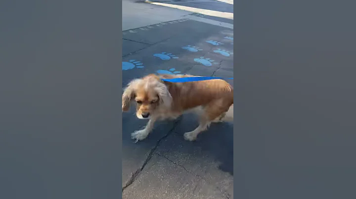 Francine gets out of the Baldwin Park Shelter