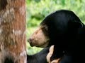 Sunbear Behavior and Conservation Issues