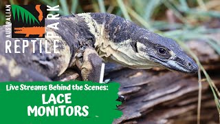 LACE MONITOR FEED (LIVE FOOTAGE) | AUSTRALIAN REPTILE PARK