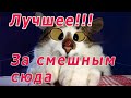 Лучшие приколы 2020 году! Ржачные животные! (Обязательно смотреть до конца ролика)