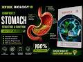 Class 10 Biology Chapter 1 | Stomach Structure & Function | Easy Explanation | New PTB Biology