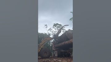 amazing!!whell loader loading a big logs#kayubalak#alatberat#logs#loggingtruk#heavymachine