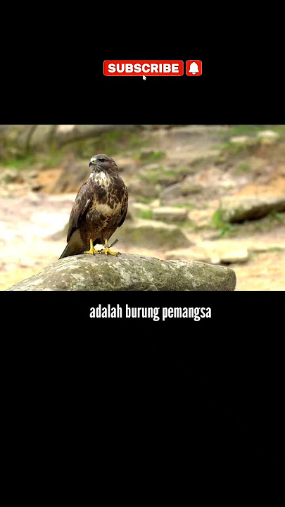 Apa Yang Dimaksud Dengan Burung Elang Ekor Merah#shortsclip