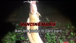 ikan lele jumbo.mancing mania #mancingmania #lelejumbo #tomanbesar  #tomanjumbo