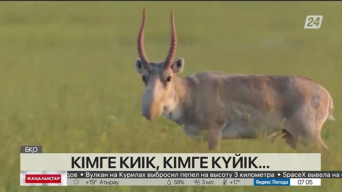 Секс бомбасы транссексуал фотосуреттер