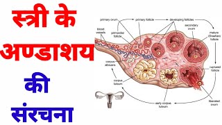 internal structure of ovary class 12 , diagram of ovary , अंडाशय की संरचना , andashay ki sanrachna