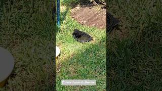 las travesuras de Homero, #aves,  #diversión