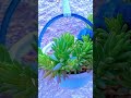 سقيت زريعات اكسبلور متابعه لايك تعليق حلو مثلكم تصويري لايك اشتراك  