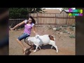 Funny goats attacking people   funny animals