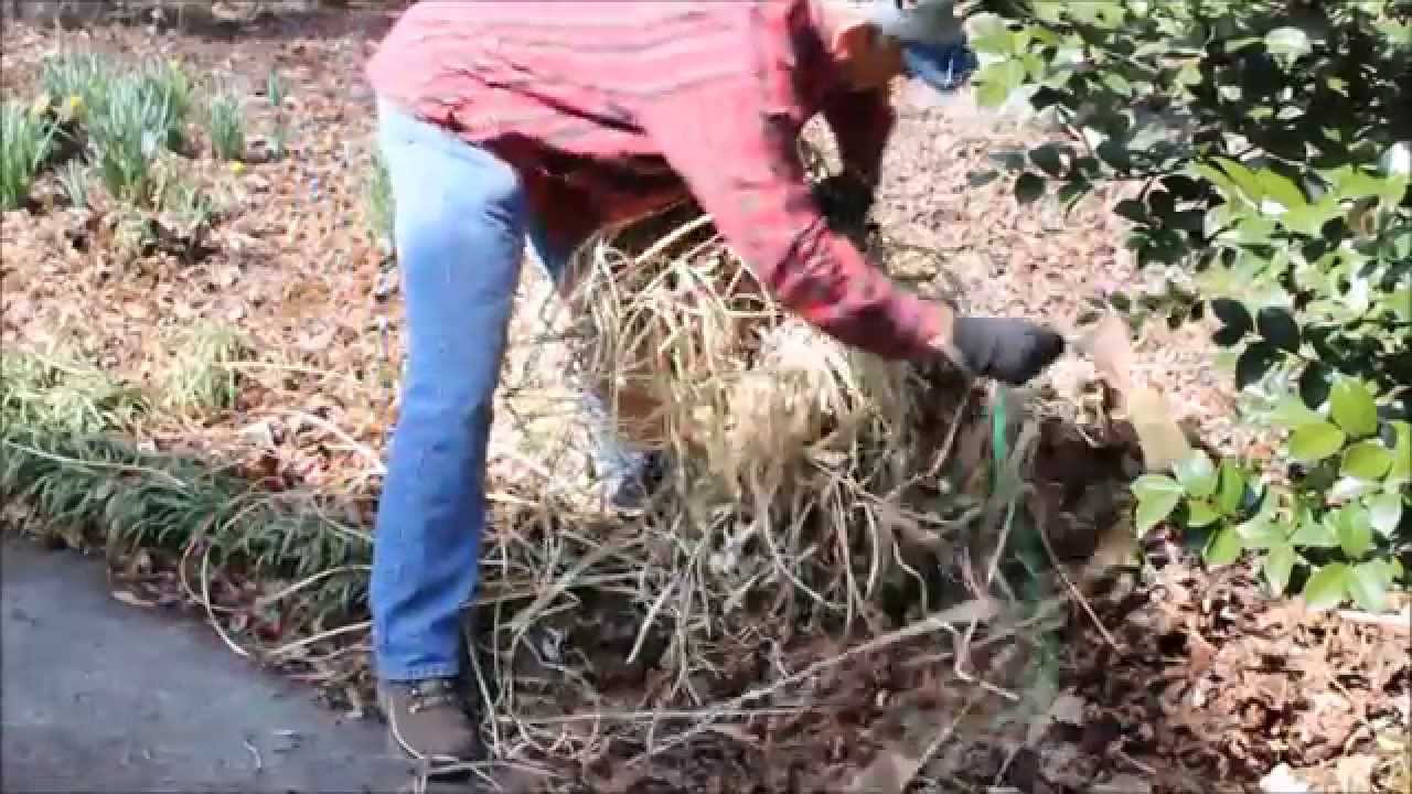 Trimming Pampas Grass Method 1 YouTube