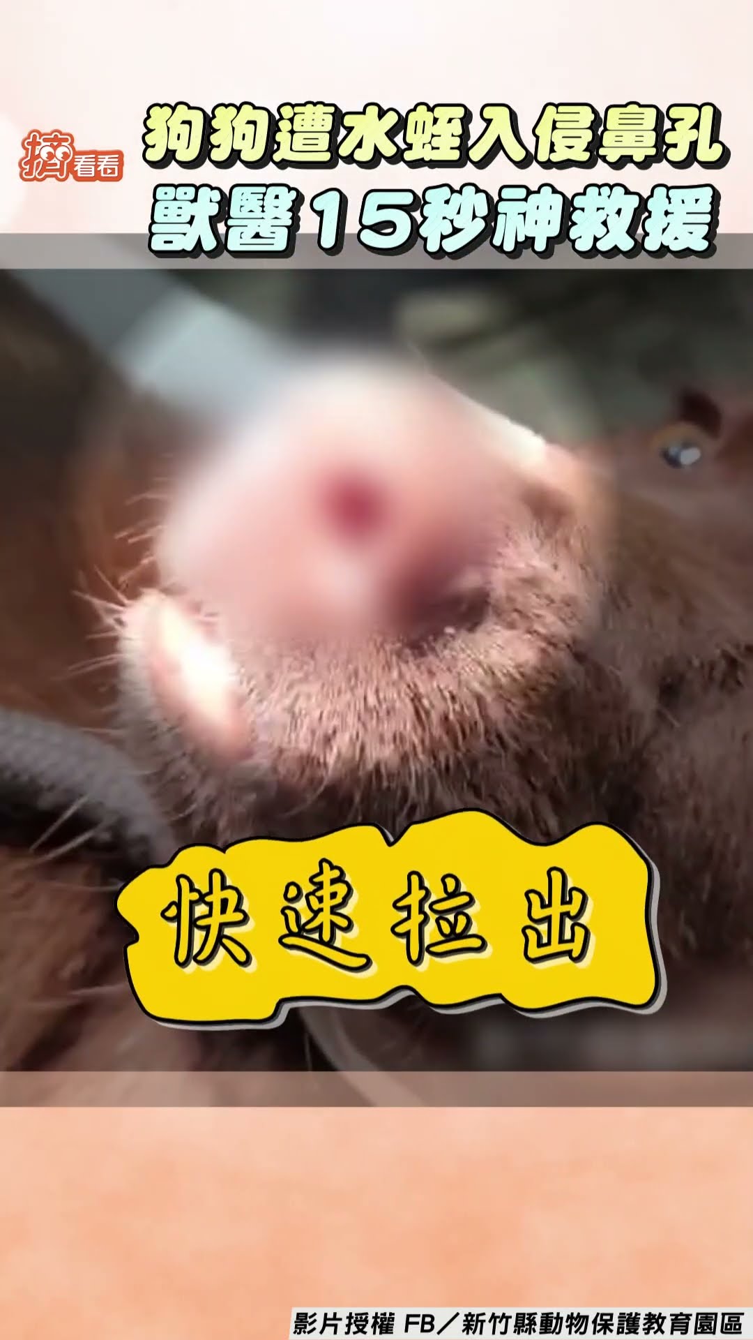 狗狗遭水蛭入侵鼻孔「泛淚」! 獸醫15秒神救援快速抓出｜TVBS新聞@TVBSNEWS01