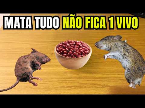 Método Caseiro para Eliminar Ratos