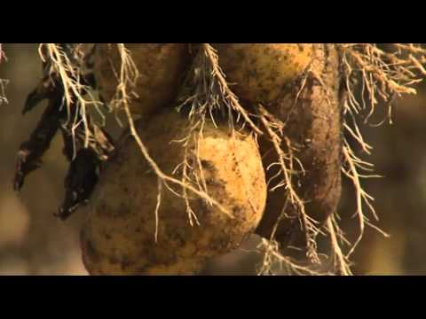 Video: Nahrhafte Nachtschattenpflanzen: Tomaten, Kartoffeln Und Mehr