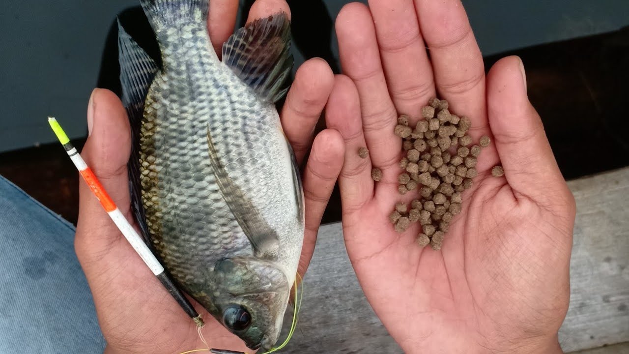 UMPAN TENAR APUNG TERBUKTI AMPUH UNTUK MANCING IKAN NILA
