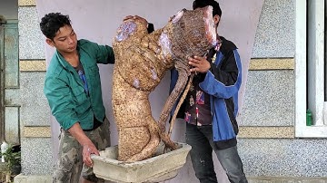 Cây cóc chua to khủng(X) quái thú hàng hiếm độc lạ lh 0795050333