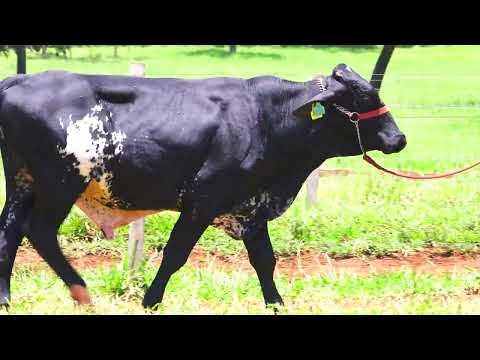 LOTE 48 KARO FIV ESQUIRE MOURA LEITE 7219 CP