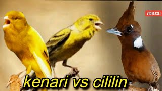 MASTERAN ISTIMEWA NEMBAK NGEROL || CILILIN VS KENARI