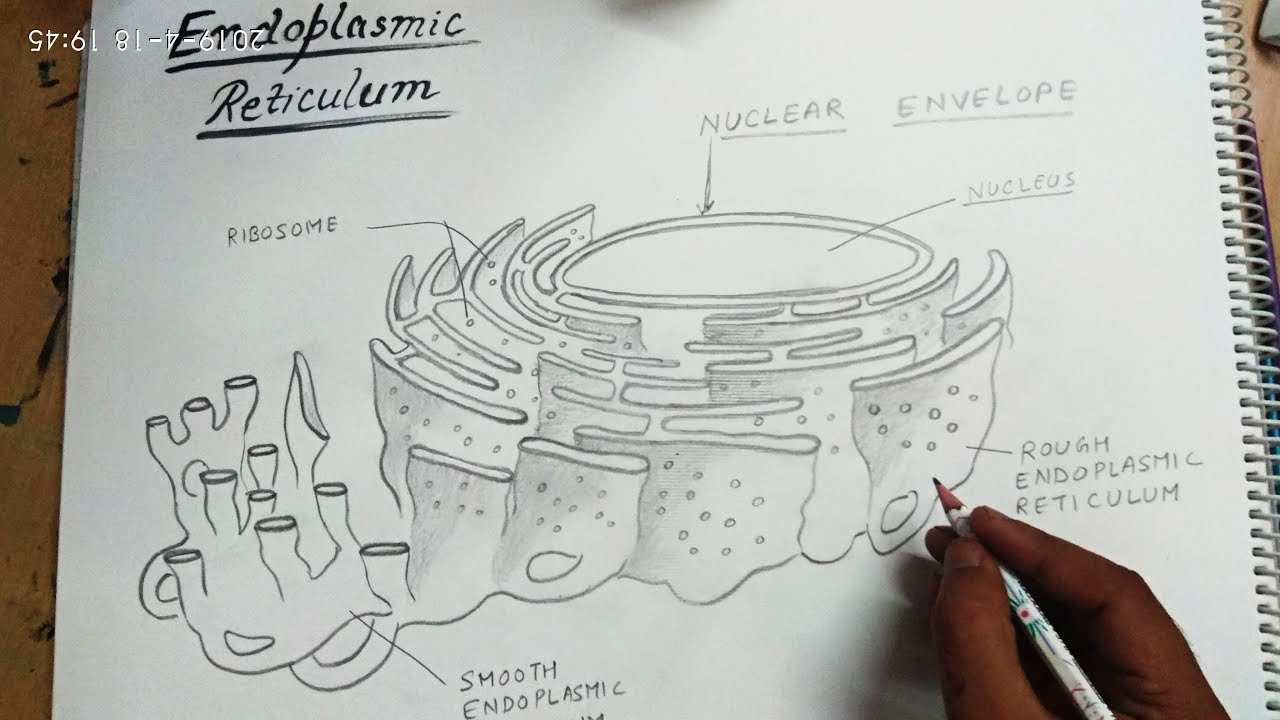 How to Draw an Animal Cell - Really Easy Drawing Tutorial