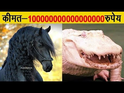 वीडियो: दुनिया का सबसे महंगा जानवर कौन सा है