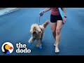 Dog Who Kept Falling Over Is So Proud To Take His Mom For A Walk | The Dodo Faith = Restored
