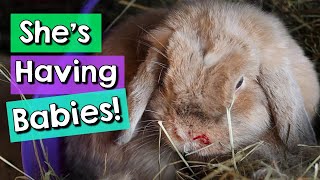 Rabbit Giving Birth + Bunny Pregnancy Care Tips!