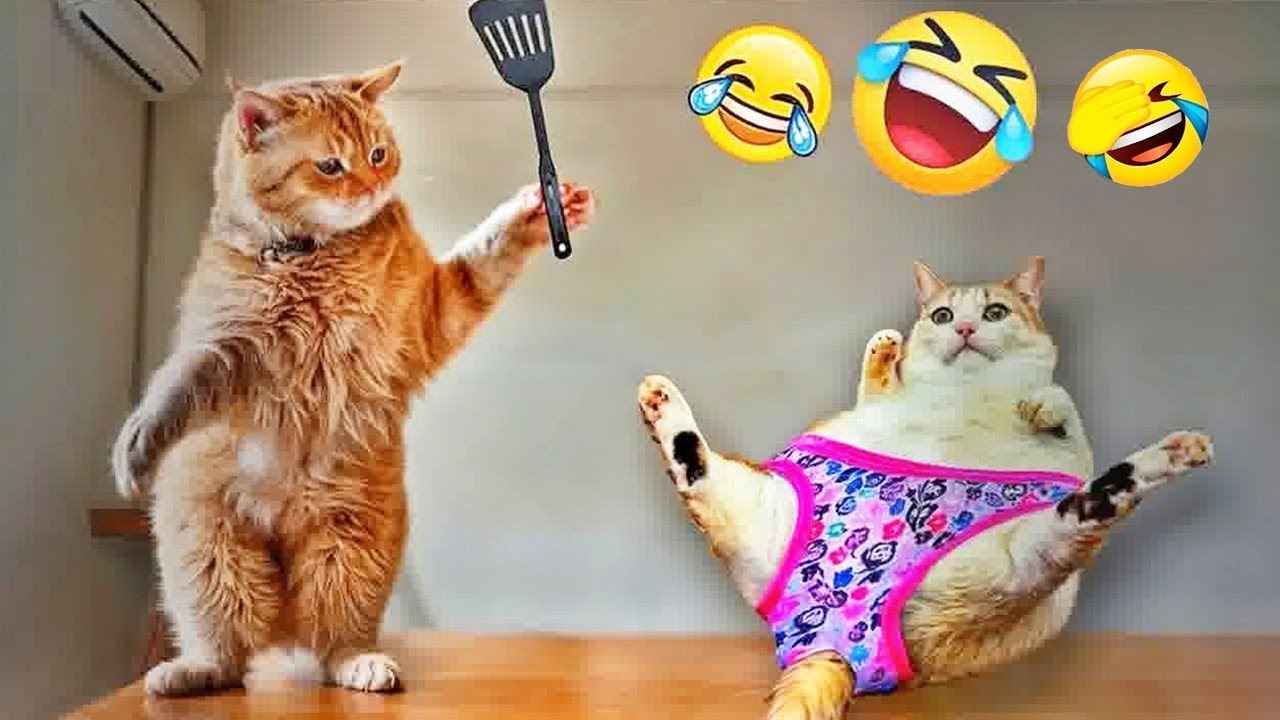 Try Not To Laugh | Funniest Pet Videos Ever - YouTube
