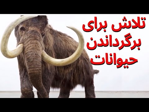 تصویری: دانشمندان تعیین کرده اند که زنده کردن کدام یک از حیوانات منقرض شده آسان تر است (لیست)