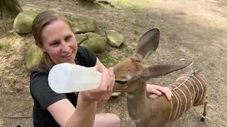 Baby Lesser Kudu Feeding and Savanna Animals Twitch Stream - Cincinnati Zoo
