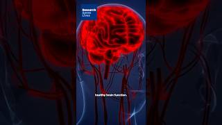Decoding the Blood-Brain Barrier: A New Pathway for Treatment