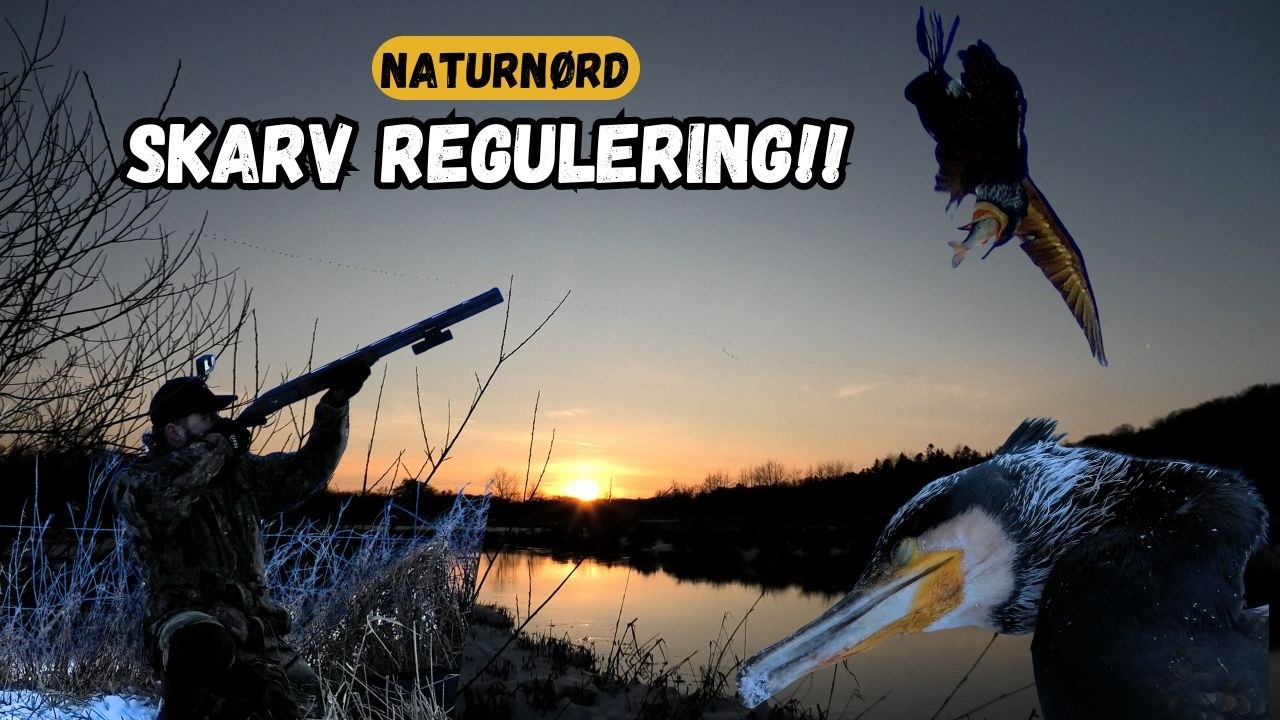 SKARV JAGT I DAGENS SIDSTE LYS - GYLPER STOR FISK OP // NATURNØRD 716