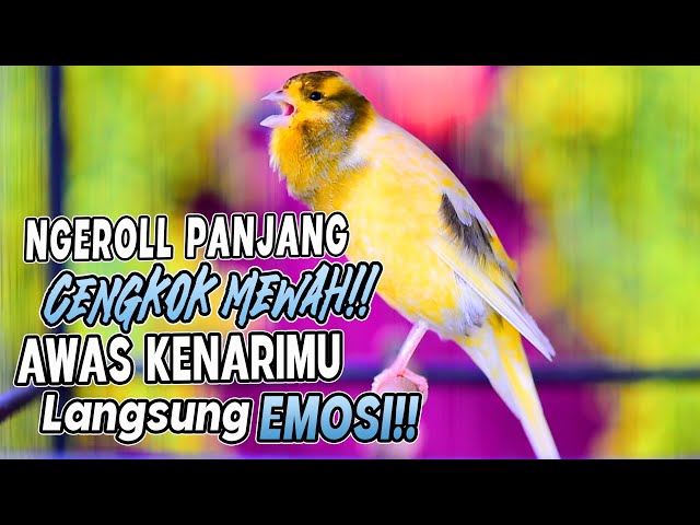 Kenari Gacor Panjang Cengkok Mewah || Cocok buat Pancingan Kenari Muda !!! Ransang Cepat Bunyi Gacor class=