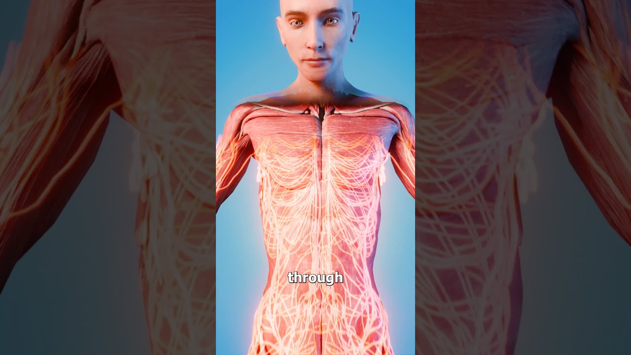 How Long Are Your Nerves 