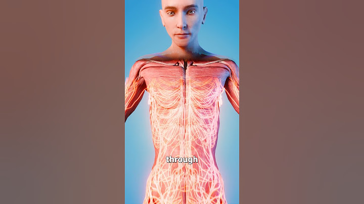How Long Are Your Nerves? 🤔