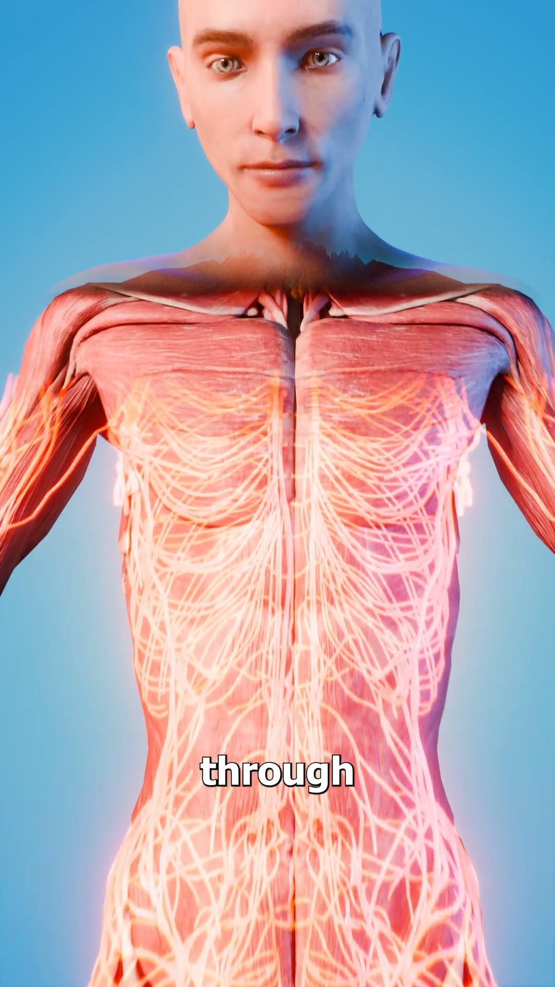 How Long Are Your Nerves? ?