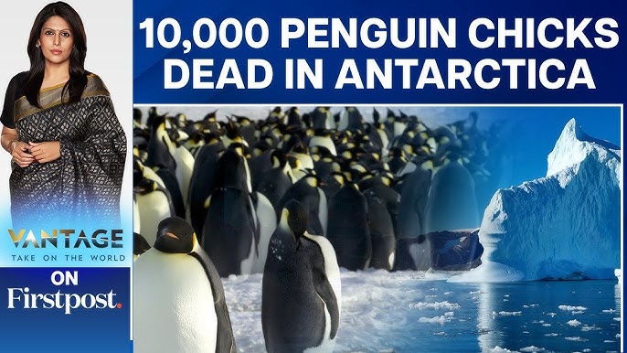 Thousands of emperor penguins killed in the Antarctic - BBC News - YouTube