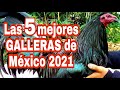 Las 5 mejores Galleras de México 2021