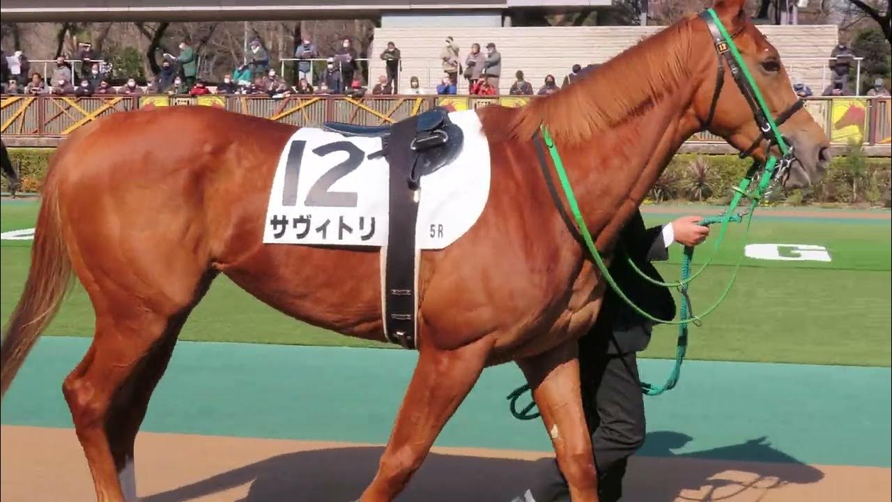2023年2月4日 東京5R 3歳未勝利 パドック サヴィトリ YouTube