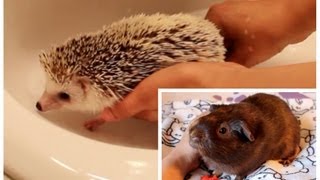 Hedgehog Foot Bath & New Video Series Announcement by SnowdropHedgie 43,985 views 10 years ago 4 minutes, 33 seconds