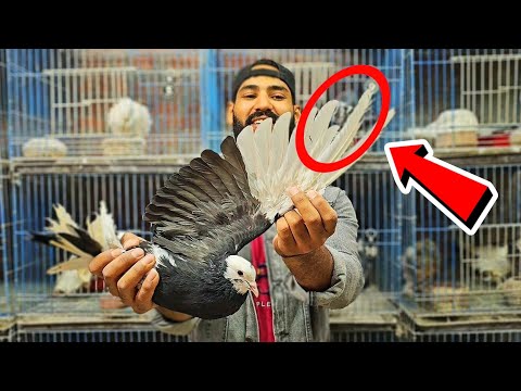 طريقة معرفة عمر الحمام وطريقة عد الريش