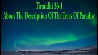 Tirmidhi 36-1: About The Description Of The Trees Of Paradise
