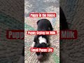 Puppy Lovers | Puppy Love | Animal Lovers | Pet Lovers | Puppy Enjoying | Puppy Crying for Milk