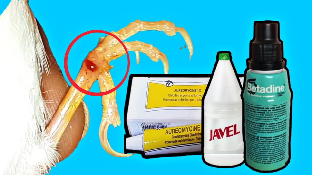 علاج جميع أنواع  جروح الطيور بطريقة سهلة وبسيطة