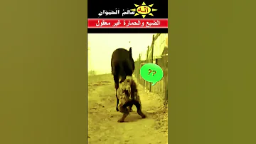 اثنان ضبع وحمارة يفعلان شئ غير متوقع 